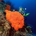 sponge_orange_sr_v_0705_png0927.jpg